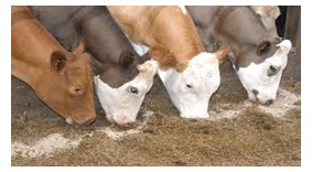 Animal Feed Animal Feed