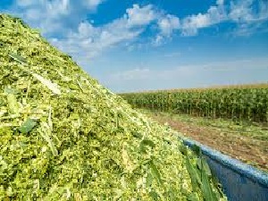 Corn Silage Corn Silage