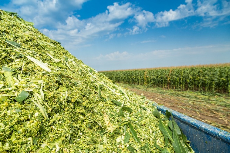 corn silage tab