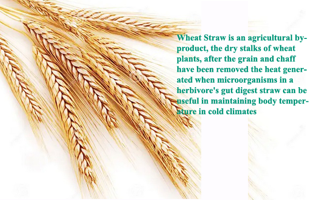 wheat straws Tab